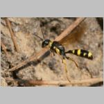 Mellinus arvensis - Kotwespe w44b im Nestanflug.jpg